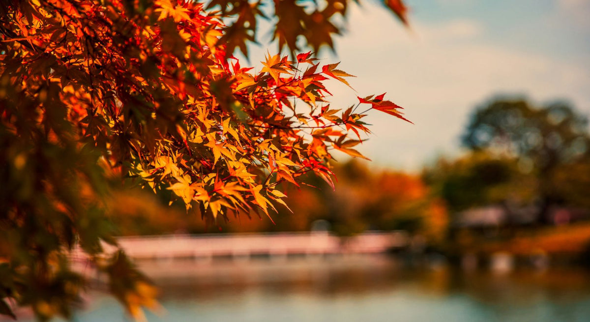 紅葉撮影でPLフィルターが効く理由と、効かせすぎない使い方